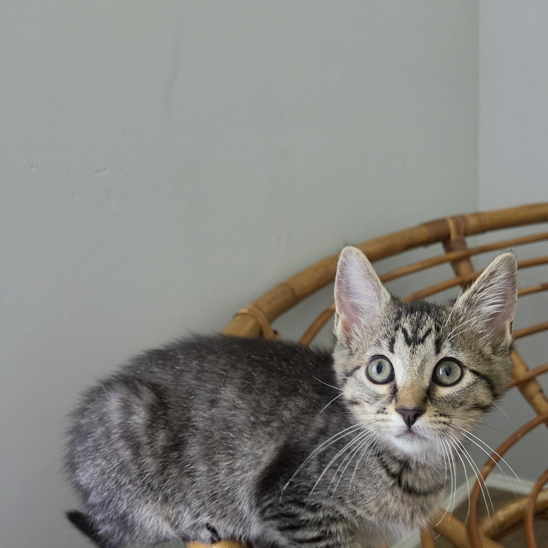 Enlarge Brooke, a Adoptable Domestic Short Hair in Fort Oglethorpe, GA image 3/6