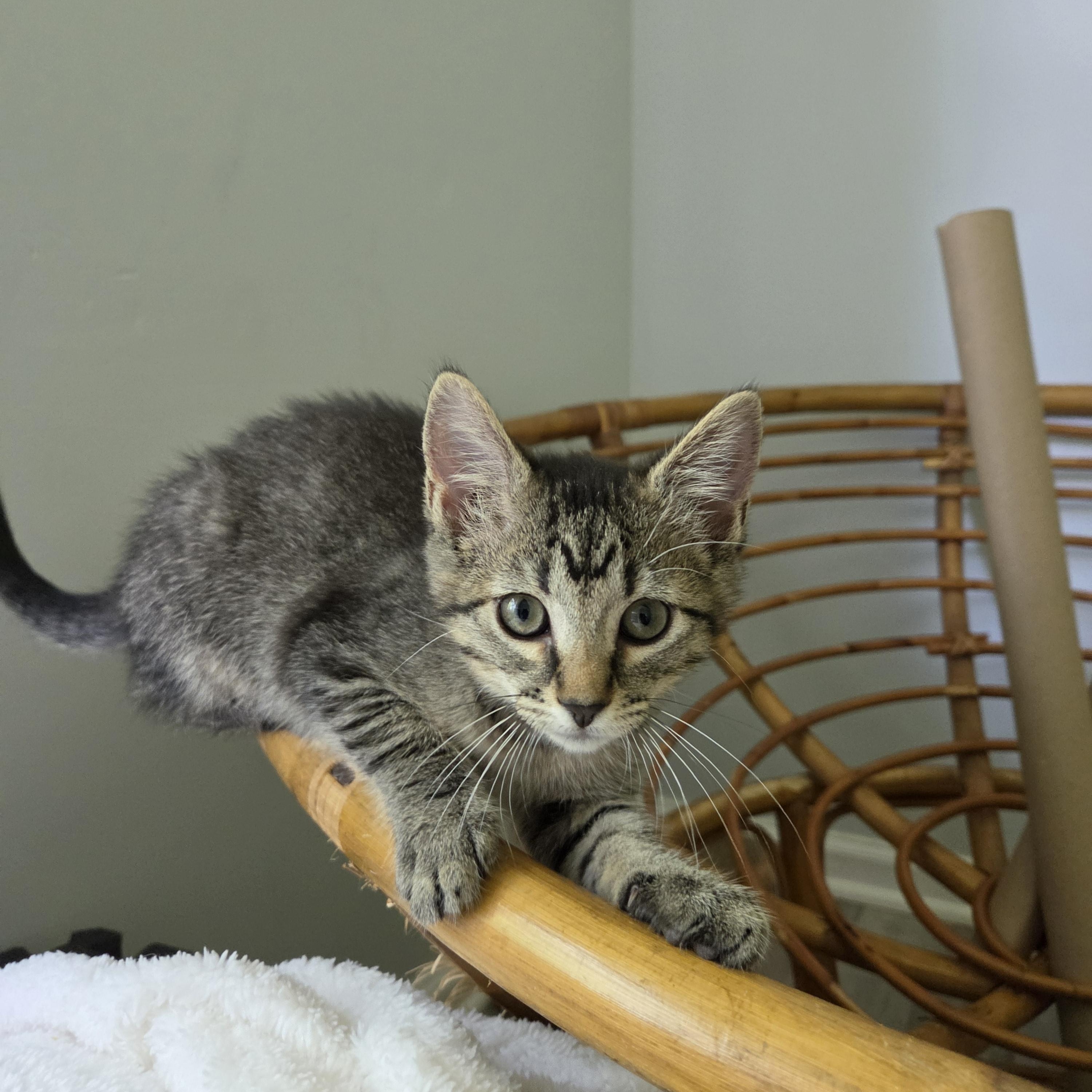 Enlarge Brooke, a Adoptable Domestic Short Hair in Fort Oglethorpe, GA image 2/6