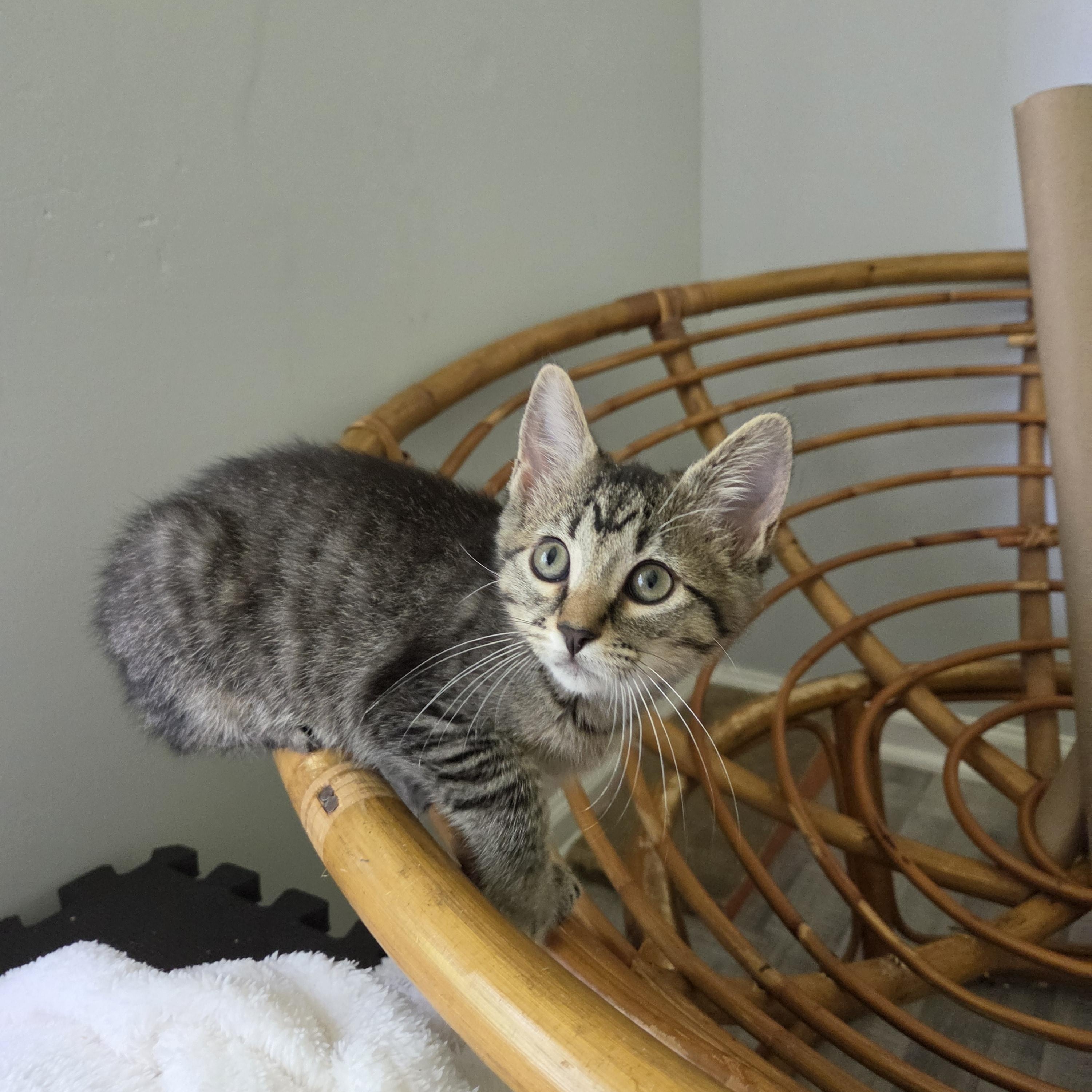 Enlarge Brooke, a Adoptable Domestic Short Hair in Fort Oglethorpe, GA image 6/6