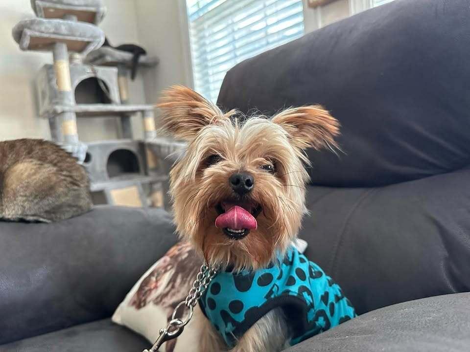Enlarge Scooby, a Adopted Yorkshire Terrier in Woodbridge, VA image 1/1