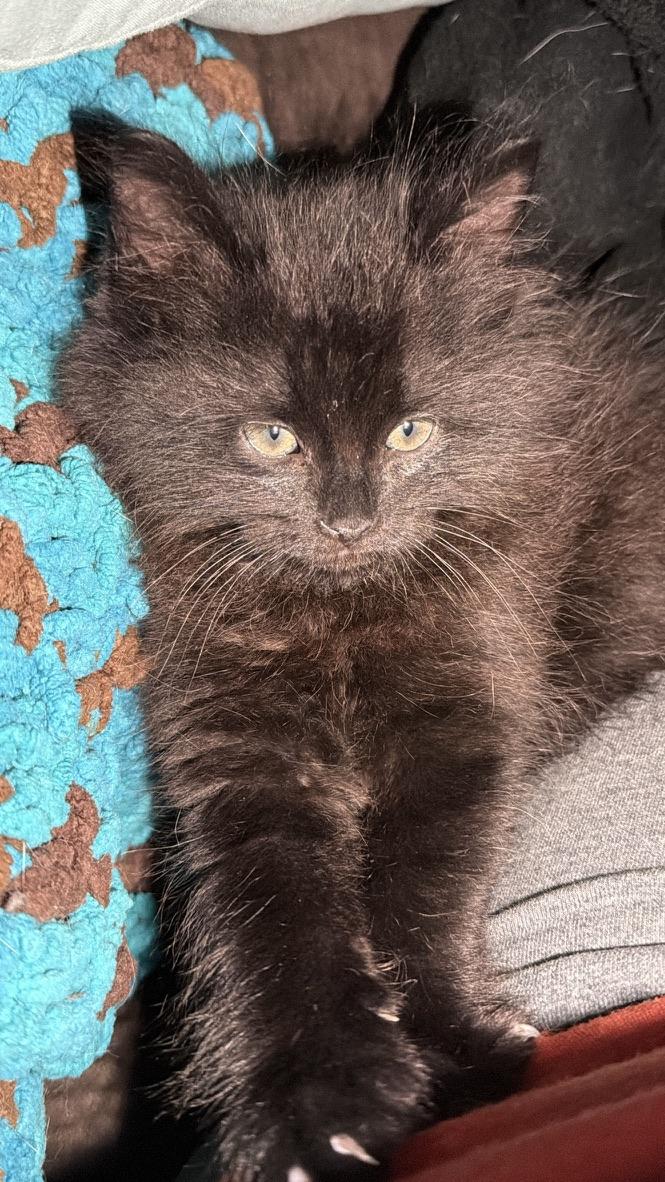 Minka, an adopted Domestic Long Hair in Rochester, NY image 2/4