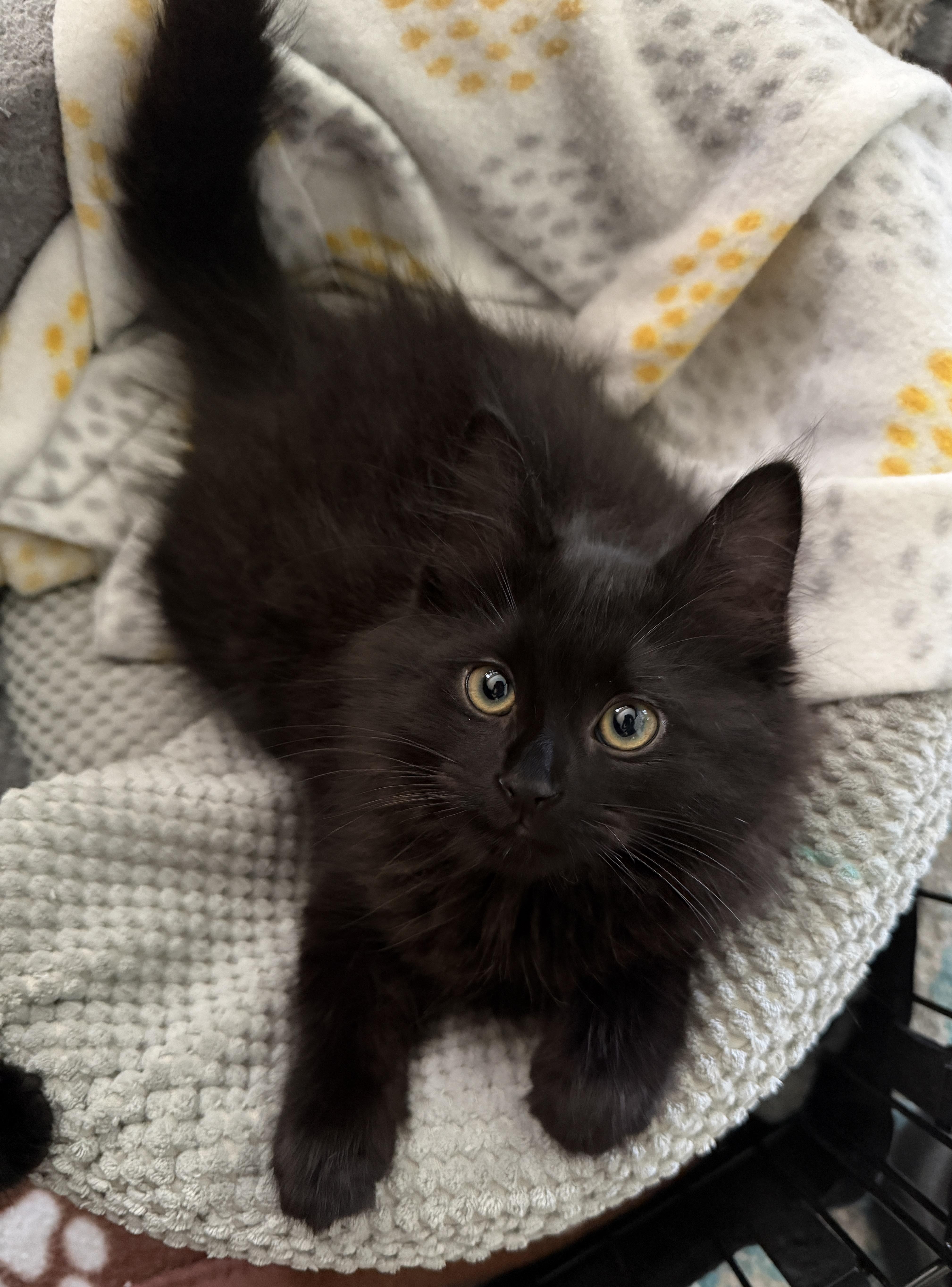 Minka, adopted, Kitten Female Domestic Long Hair.