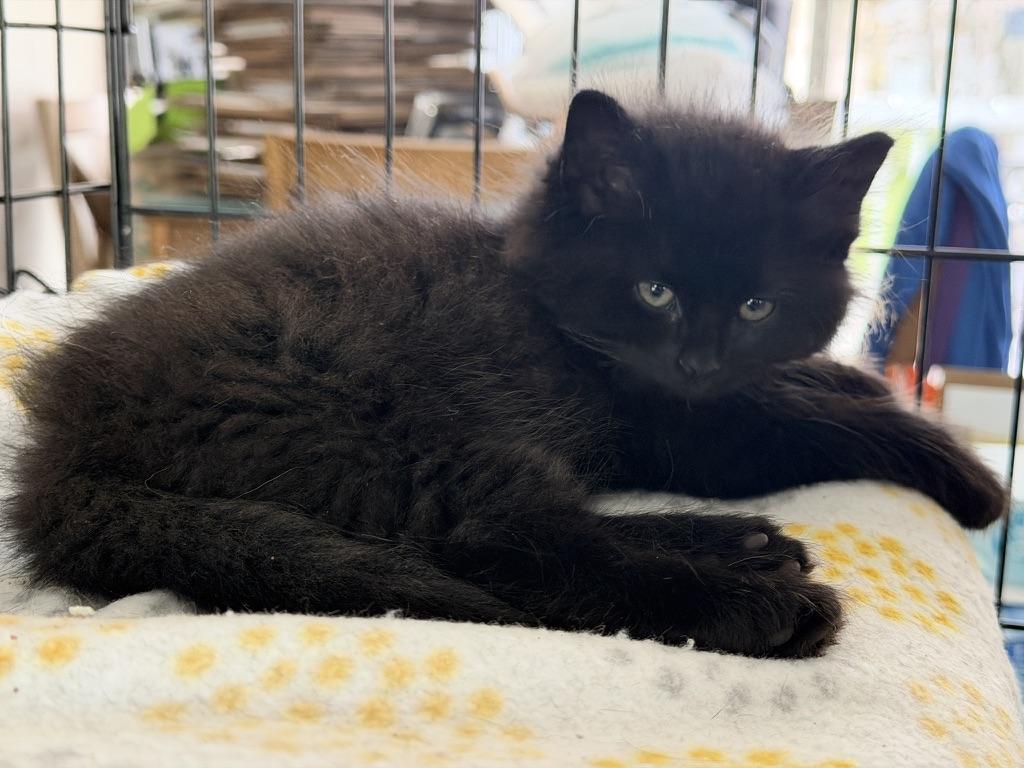 Minka, an adopted Domestic Long Hair in Rochester, NY image 3/4