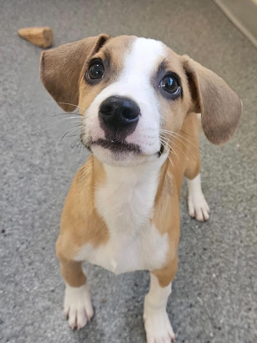 Charger, Adopted, Young Male Hound.