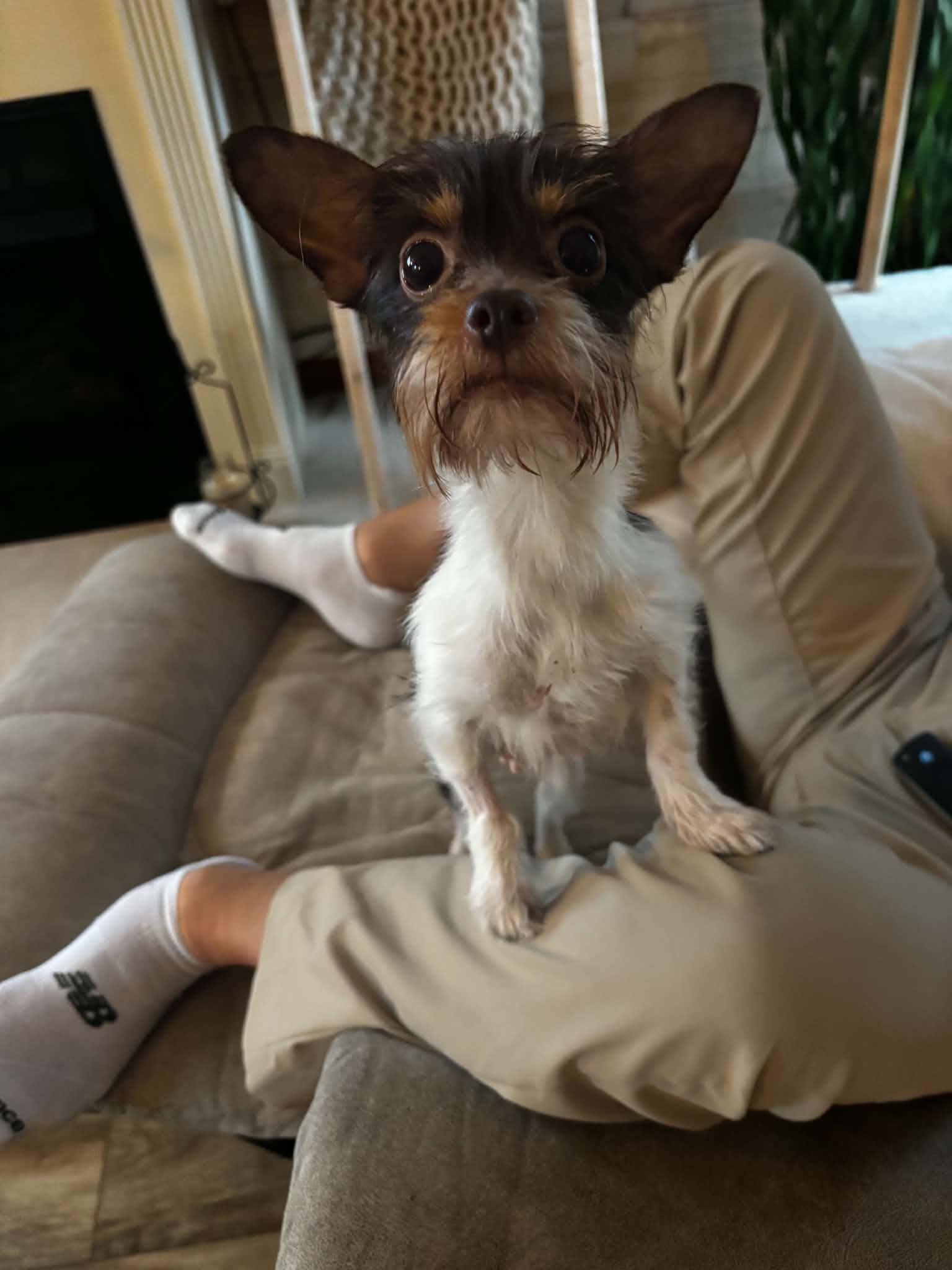 Bella, adopted, Adult Female Yorkshire Terrier & Chihuahua.
