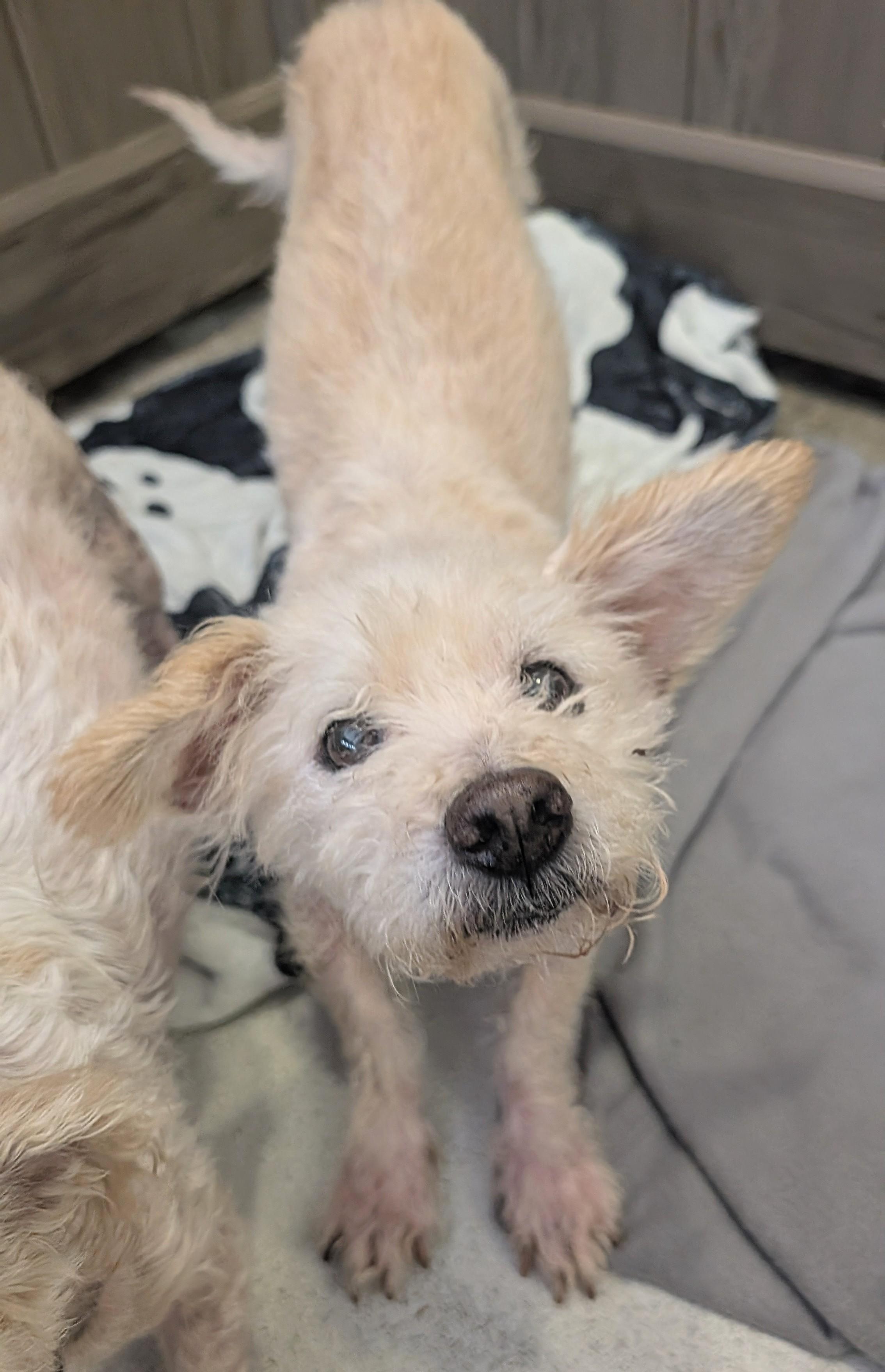 James Bone 007, a Adoptable mixed breed in Thousand Oaks, CA image 2/4