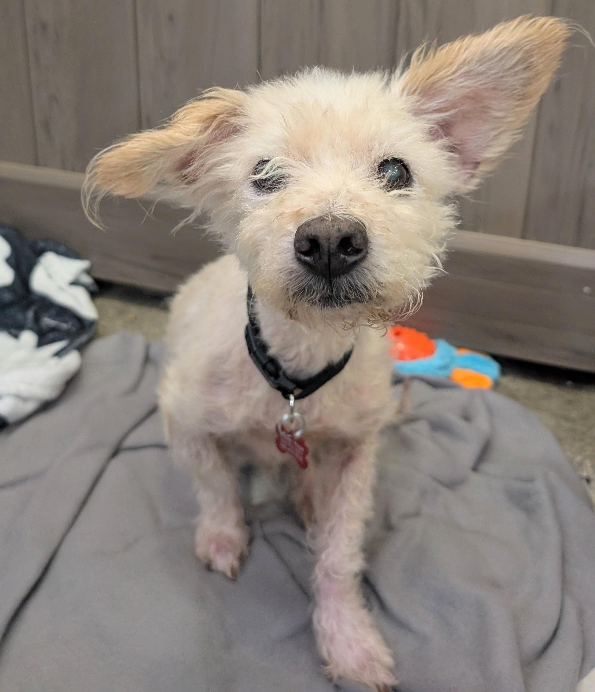 James Bone 007, a Adoptable mixed breed in Thousand Oaks, CA image 1/4