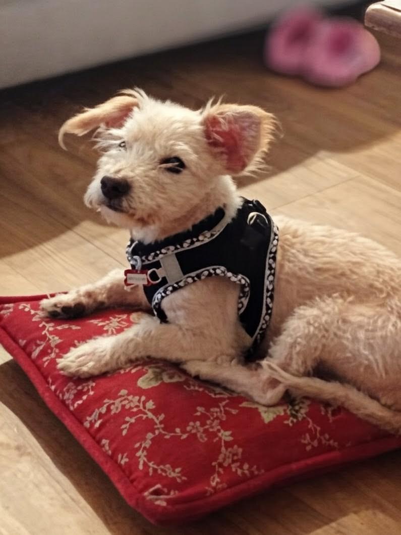 James Bone 007, a Adoptable mixed breed in Thousand Oaks, CA image 4/4