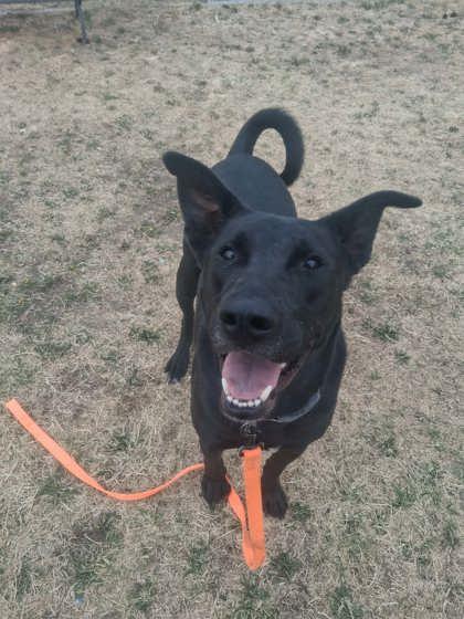 Johnny, Adoptable, Puppy Male Labrador Retriever & Mixed Breed.