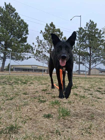 Enlarge Johnny, a Adoptable mixed breed in Scottsbluff, NE image 2/3