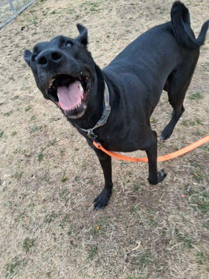 Enlarge Johnny, a Adoptable mixed breed in Scottsbluff, NE image 3/3