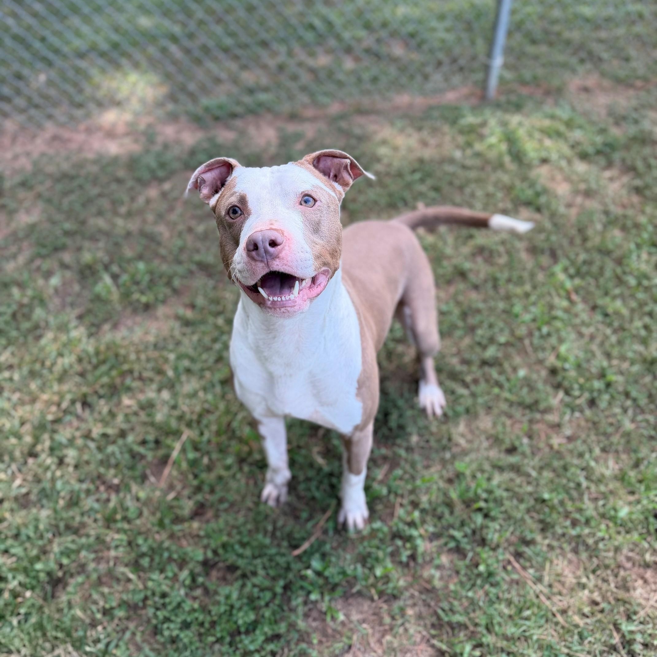 Brutus, ADOPTABLE, Adult Male Mixed Breed.