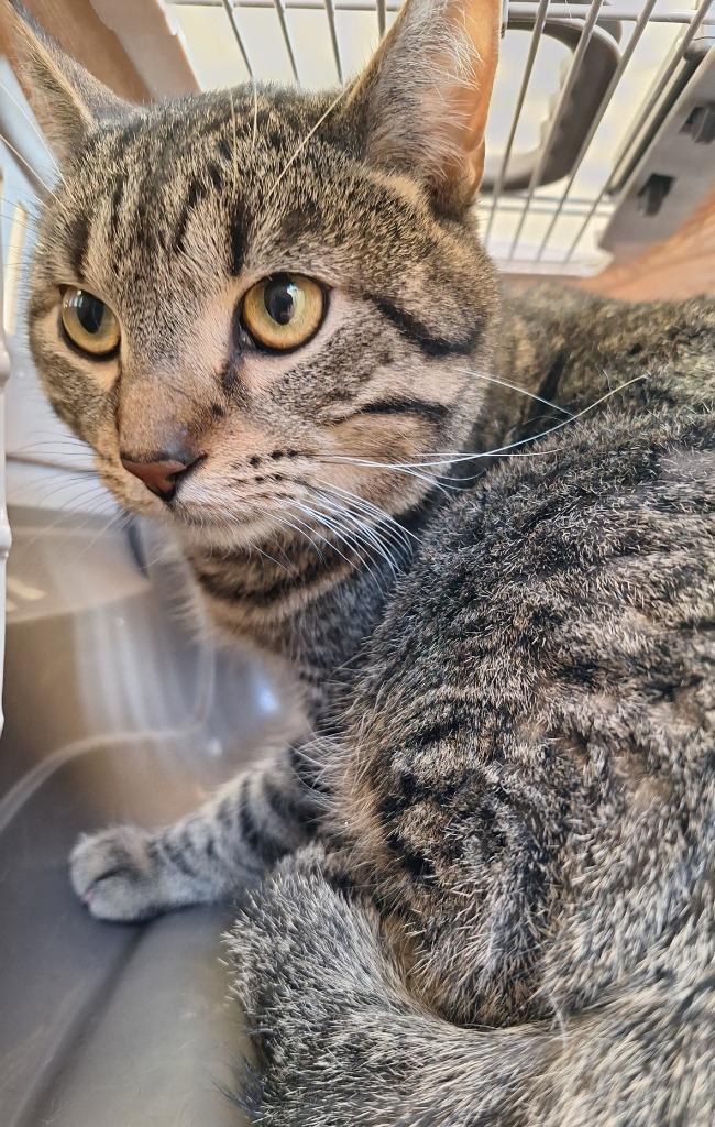 Little Drummer Boy, Adoptable, Adult Male Domestic Short Hair.