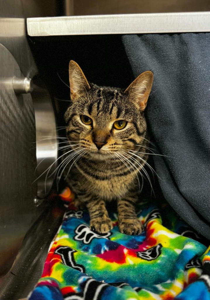 Enlarge Little Drummer Boy, a Adoptable mixed breed in Grand Forks, ND image 2/2