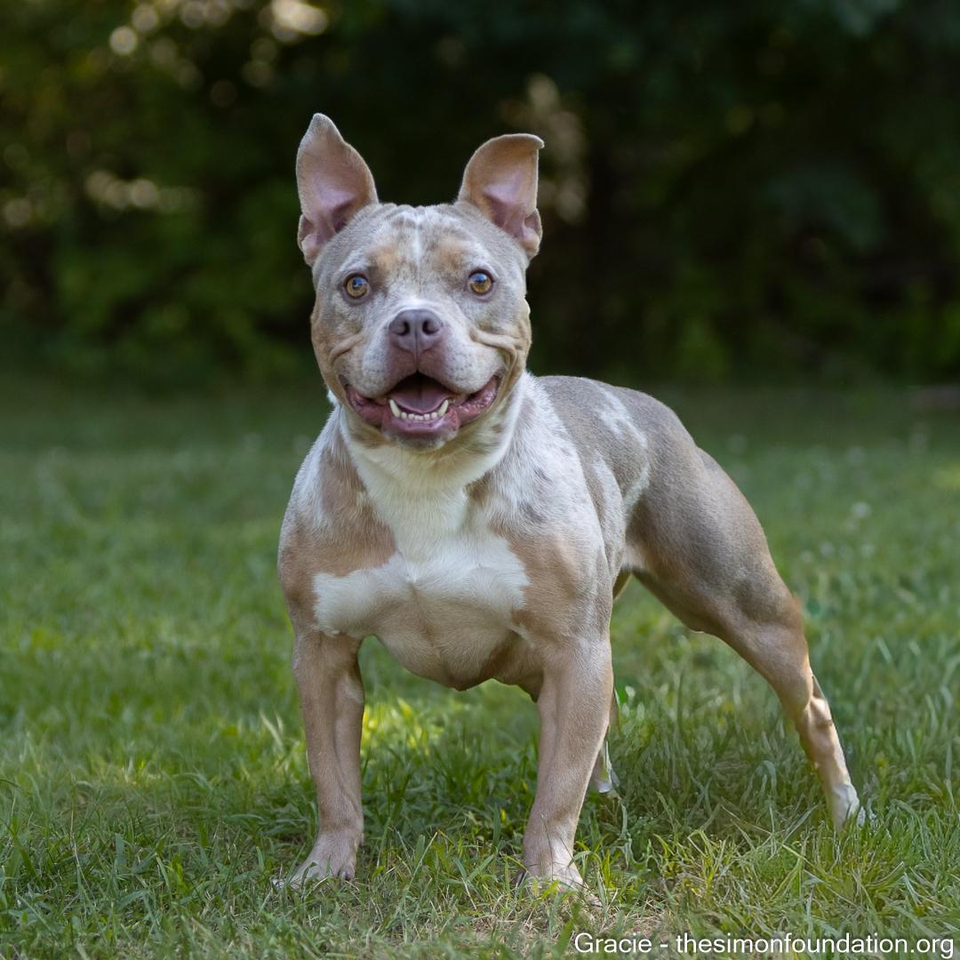 Gracie, a Adoptable mixed breed in Bloomfield, CT image 1/5