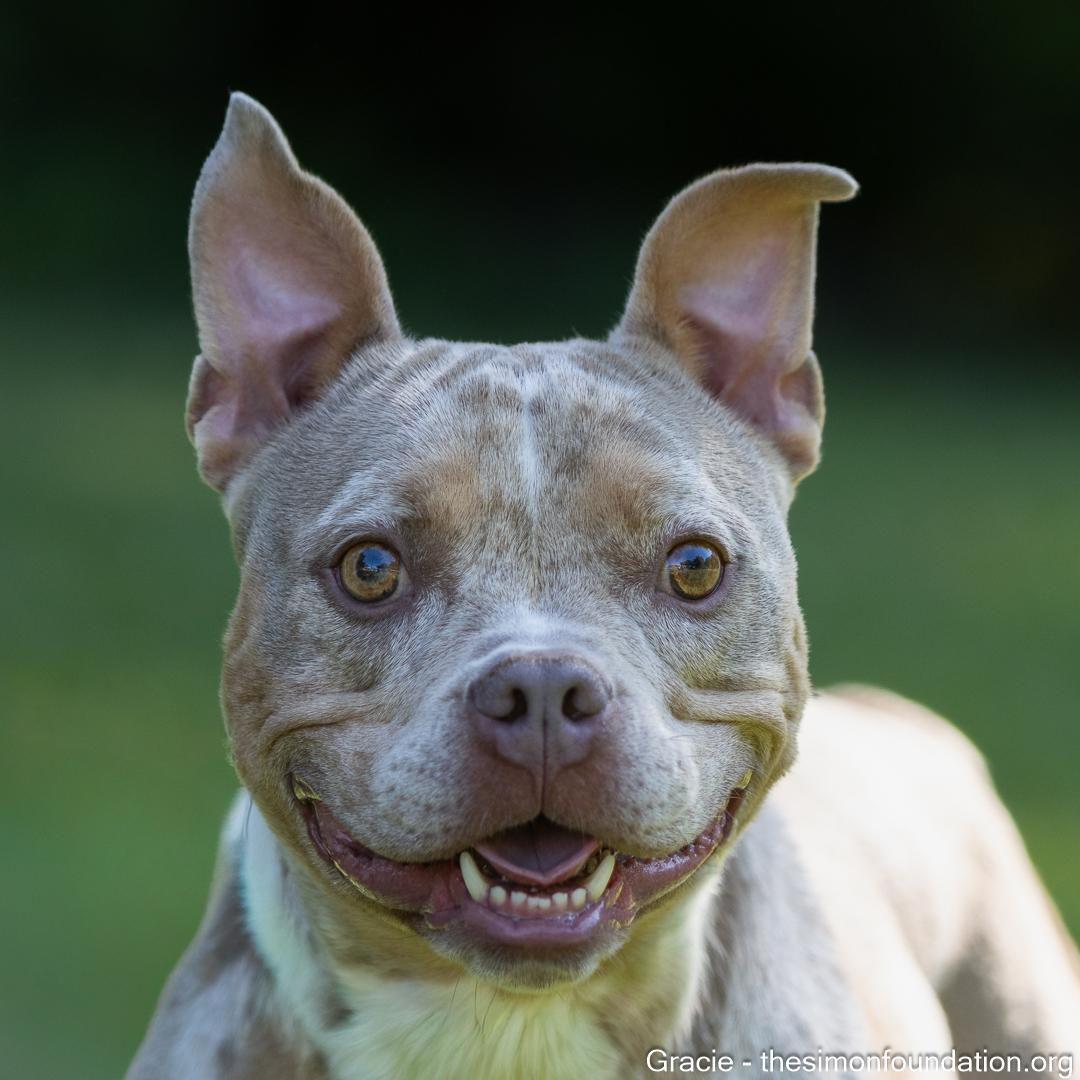Gracie, a Adoptable mixed breed in Bloomfield, CT image 2/5
