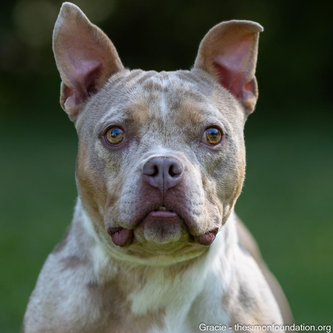Gracie, a Adoptable mixed breed in Bloomfield, CT image 4/5