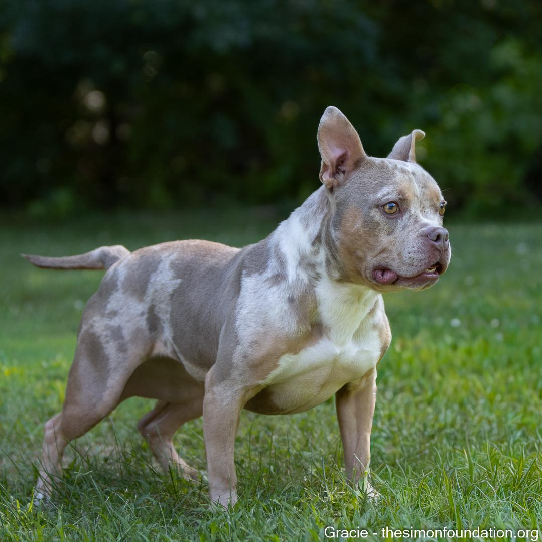 Gracie, a Adoptable mixed breed in Bloomfield, CT image 5/5