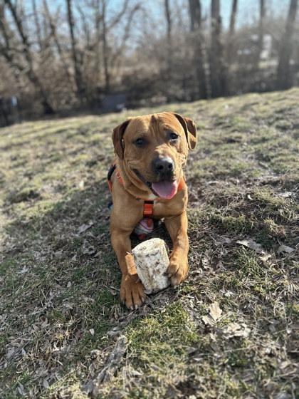 Fernando, a Adoptable Mixed Breed in Miamitown, OH image 1/3