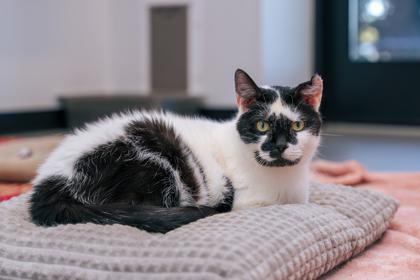 Bodey, Adoptable, Senior Male Domestic Short Hair & Domestic Short Hair.