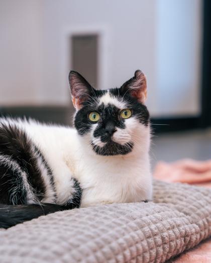 Bodey, Adoptable, Senior Male Domestic Short Hair & Domestic Short Hair.