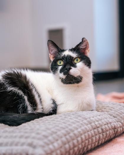 Bodey, a Adoptable Domestic Short Hair in New Castle, DE image 3/3