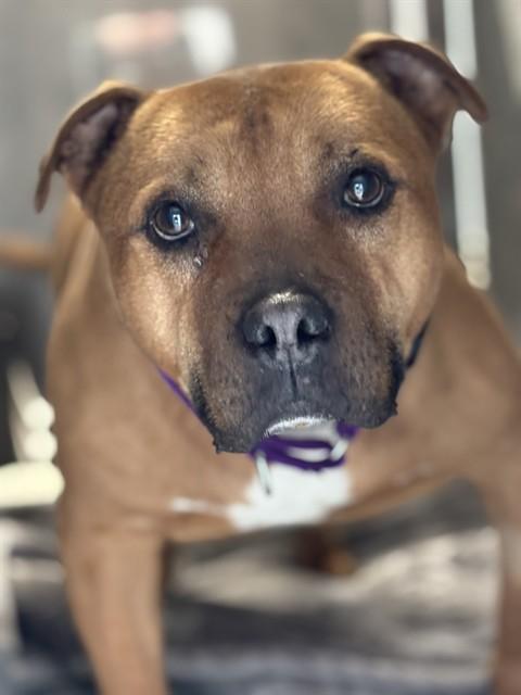 CHIPPY, Adoptable, Senior Male Pit Bull Terrier.