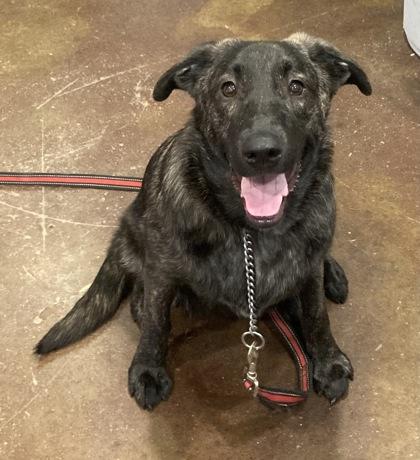 Spydr — thumbnail 2