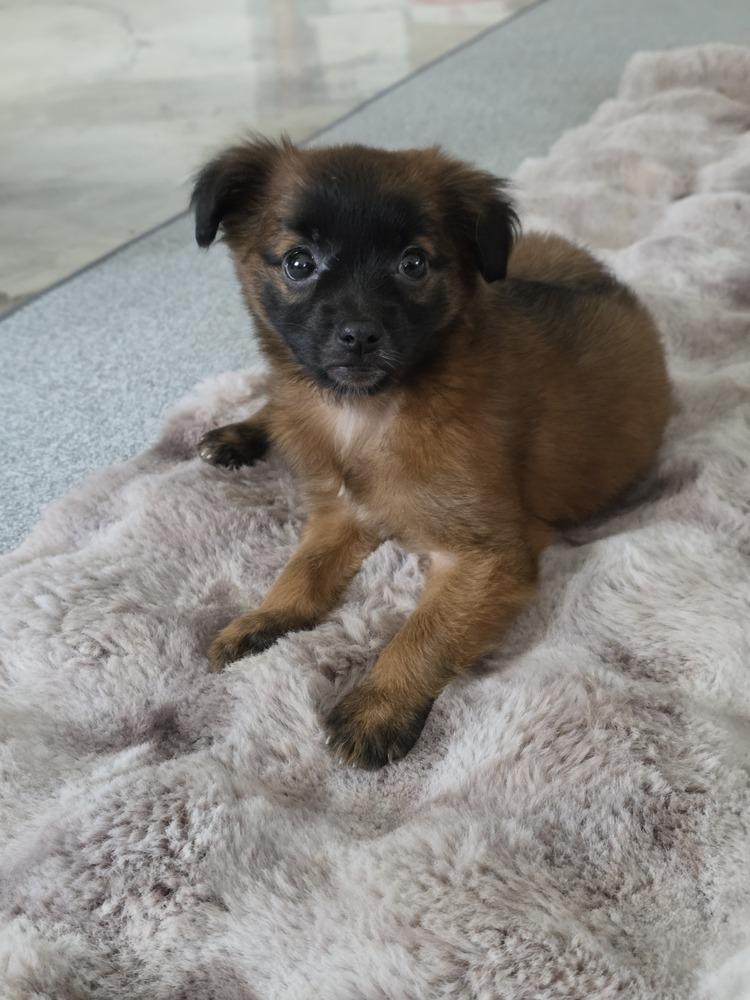 Monkey, a Adopted mixed breed in Santa Rosa, CA image 1/3