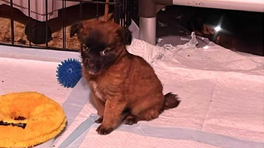 Monkey, a Adopted mixed breed in Santa Rosa, CA image 2/3