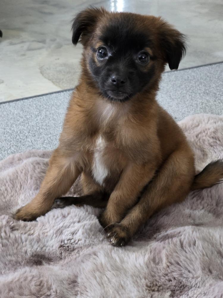 Monkey, a Adopted mixed breed in Santa Rosa, CA image 3/3