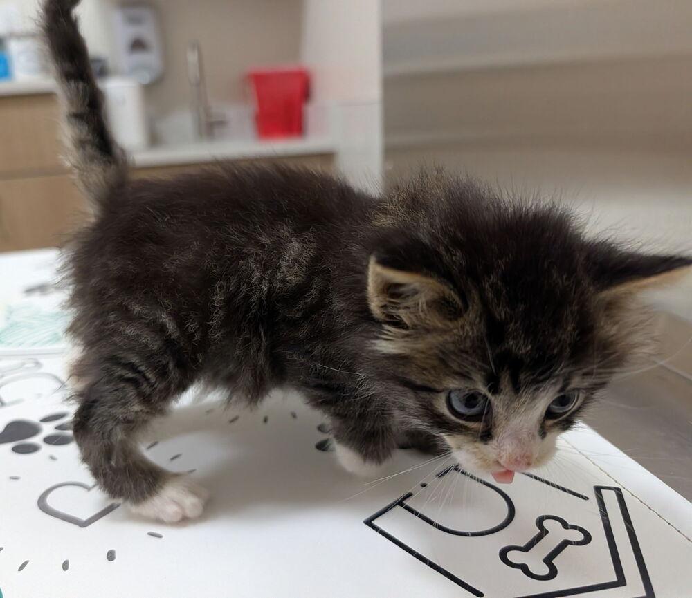 Tater Tot, Adopted, Kitten Female Domestic Short Hair.