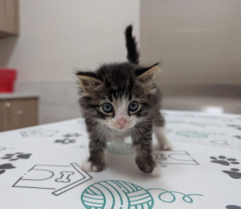 Enlarge Tater Tot, a Adopted Domestic Short Hair in Chalfont, PA image 2/4