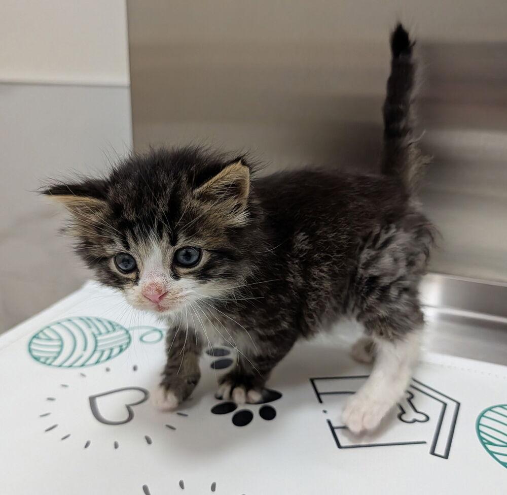 Enlarge Tater Tot, a Adopted Domestic Short Hair in Chalfont, PA image 3/4