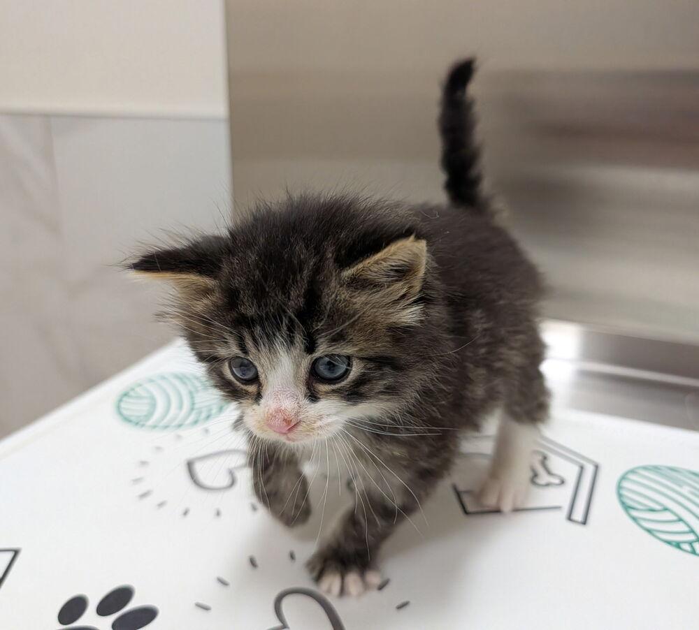 Enlarge Tater Tot, a Adopted Domestic Short Hair in Chalfont, PA image 4/4