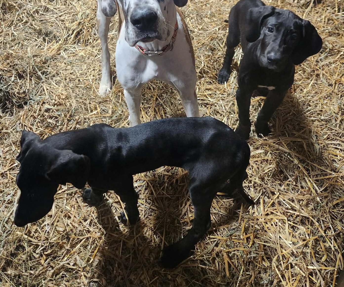 Great Dane puppy #1, an adopted Great Dane in Macomb, MI image 3/3