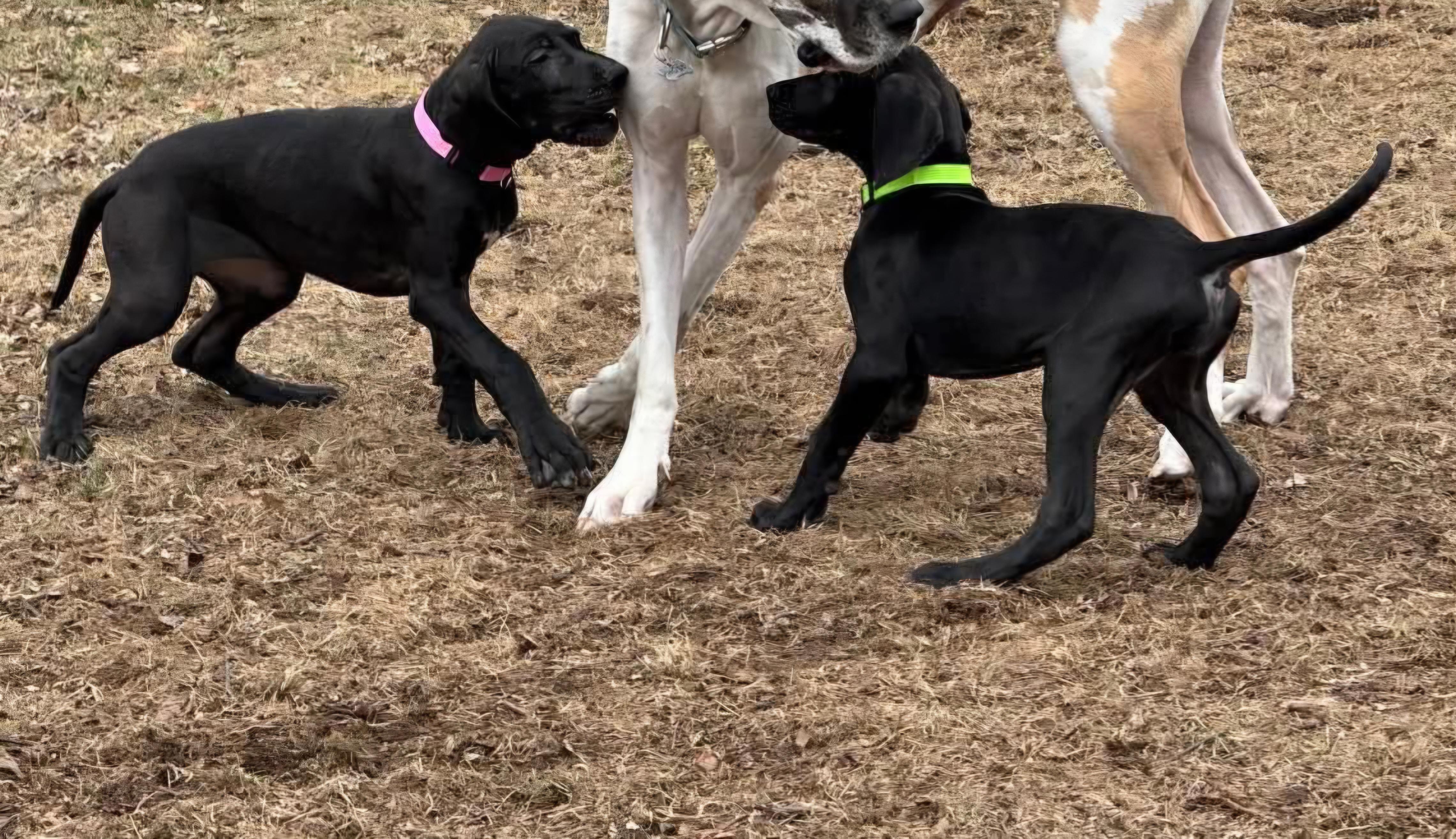 Great Dane puppy #1, an adopted Great Dane in Macomb, MI image 2/3