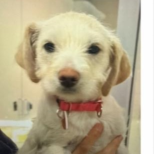 Radish, ADOPTABLE, Puppy Female Terrier.