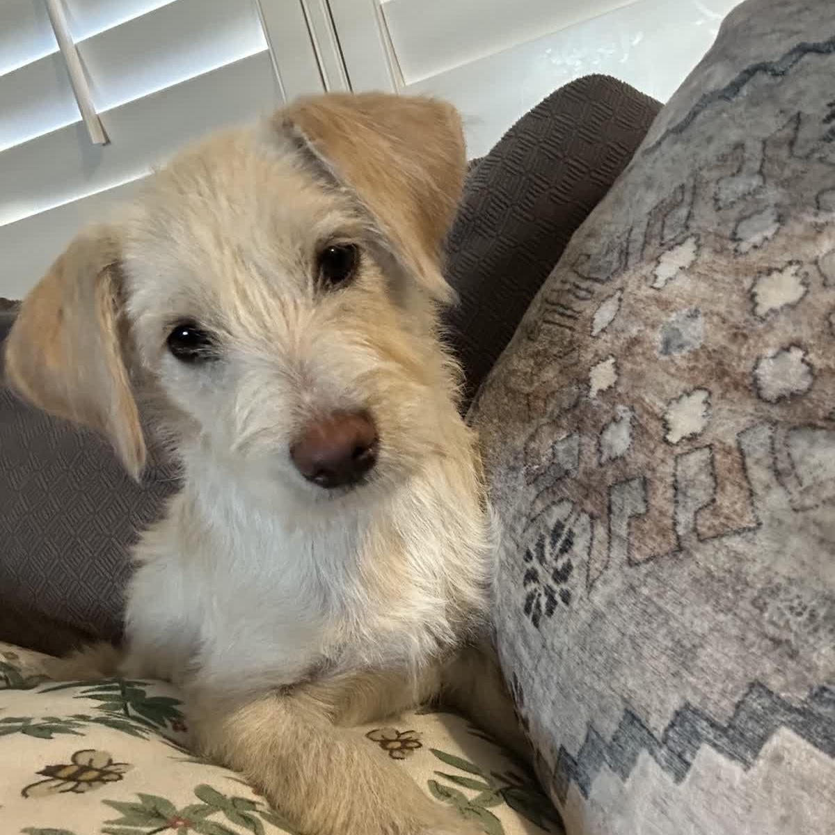 Radish, a ADOPTABLE mixed breed in Copiague, NY image 2/3