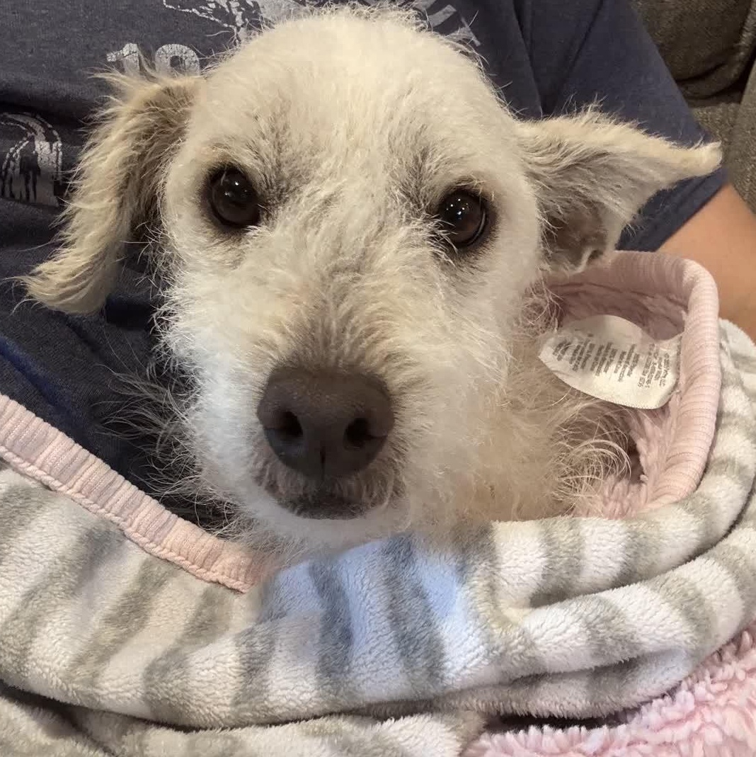 Radish, a ADOPTABLE mixed breed in Copiague, NY image 3/3