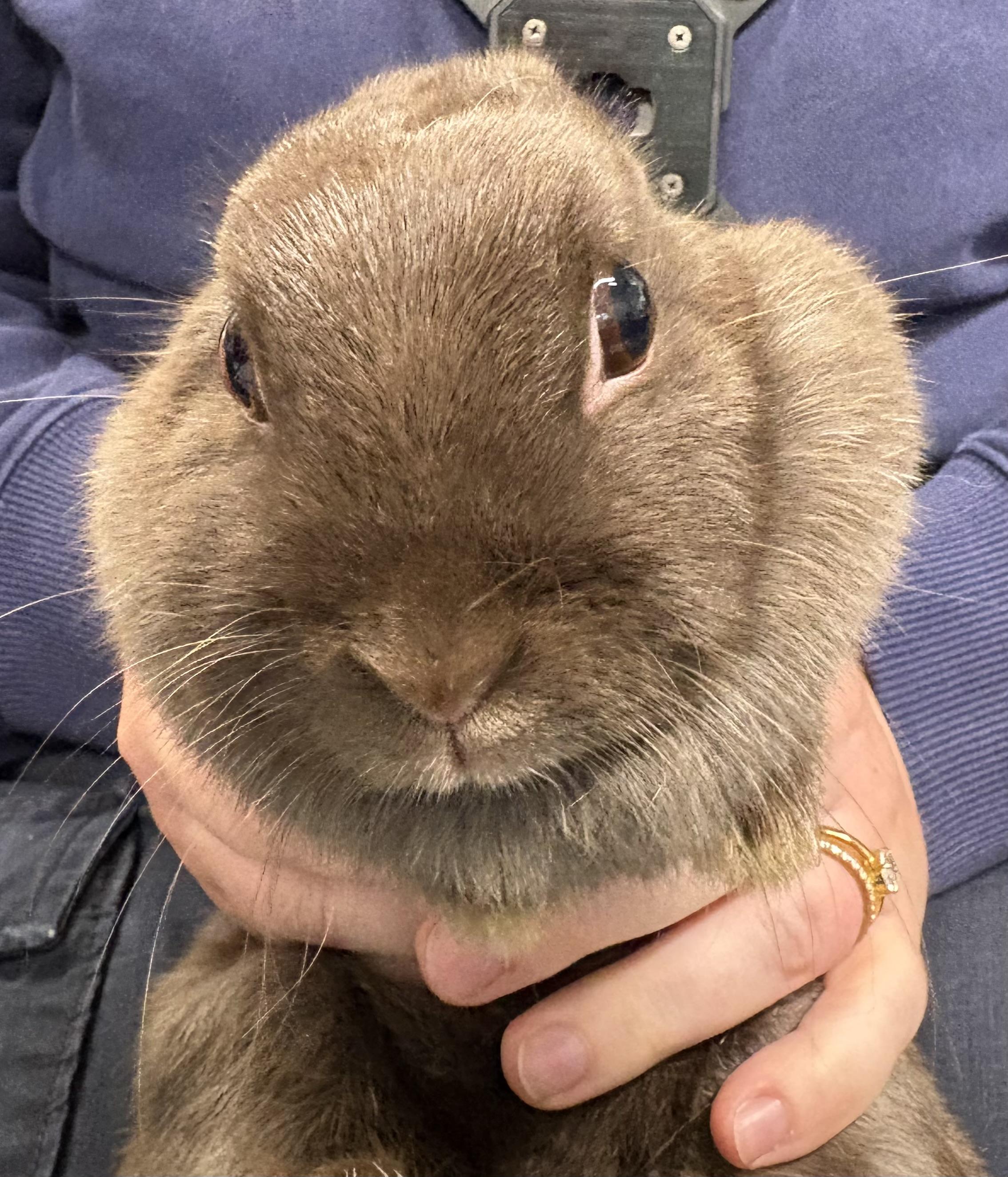 Luna, a ADOPTABLE Polish in Mansfield, CT image 4/5