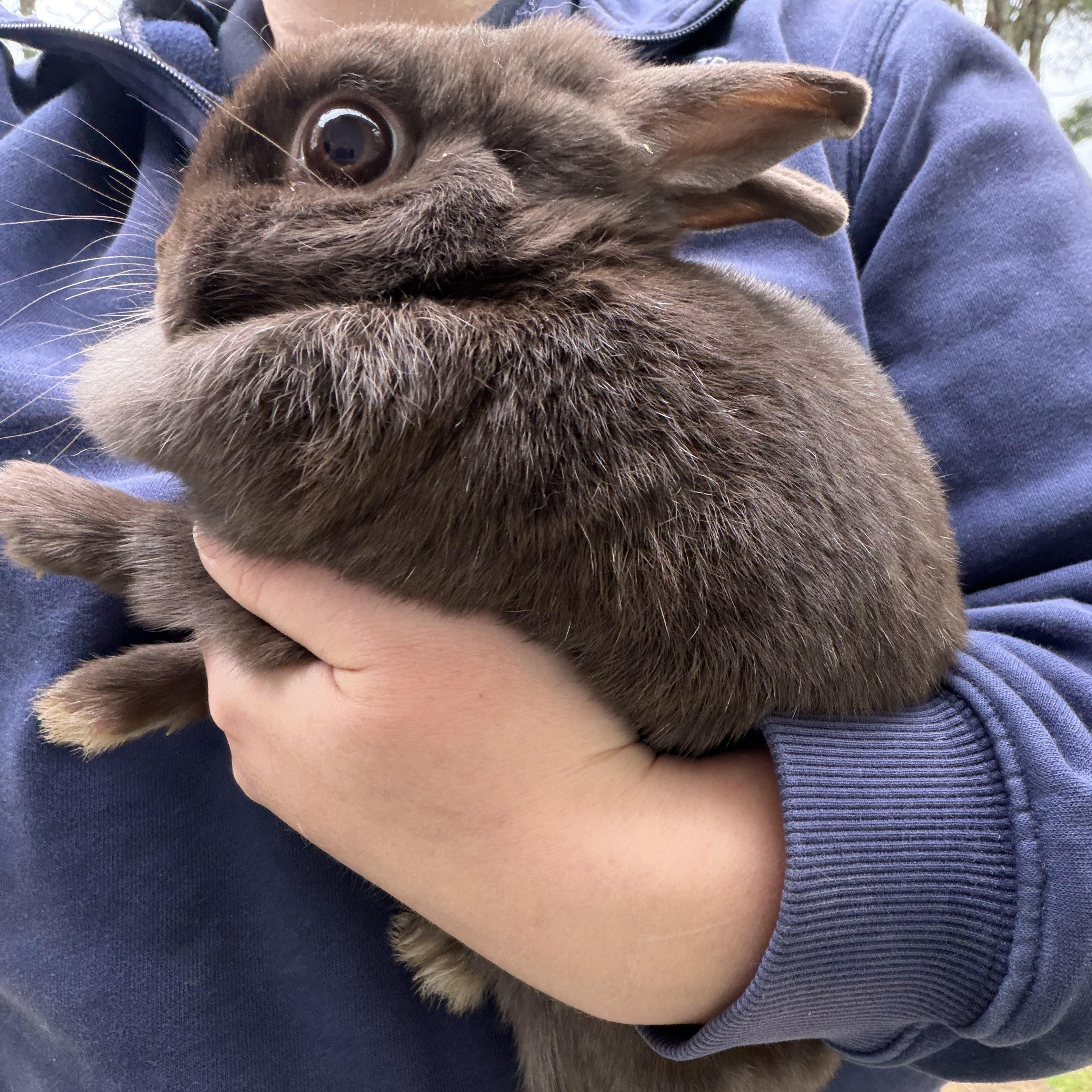 Luna, a ADOPTABLE Polish in Mansfield, CT image 5/5