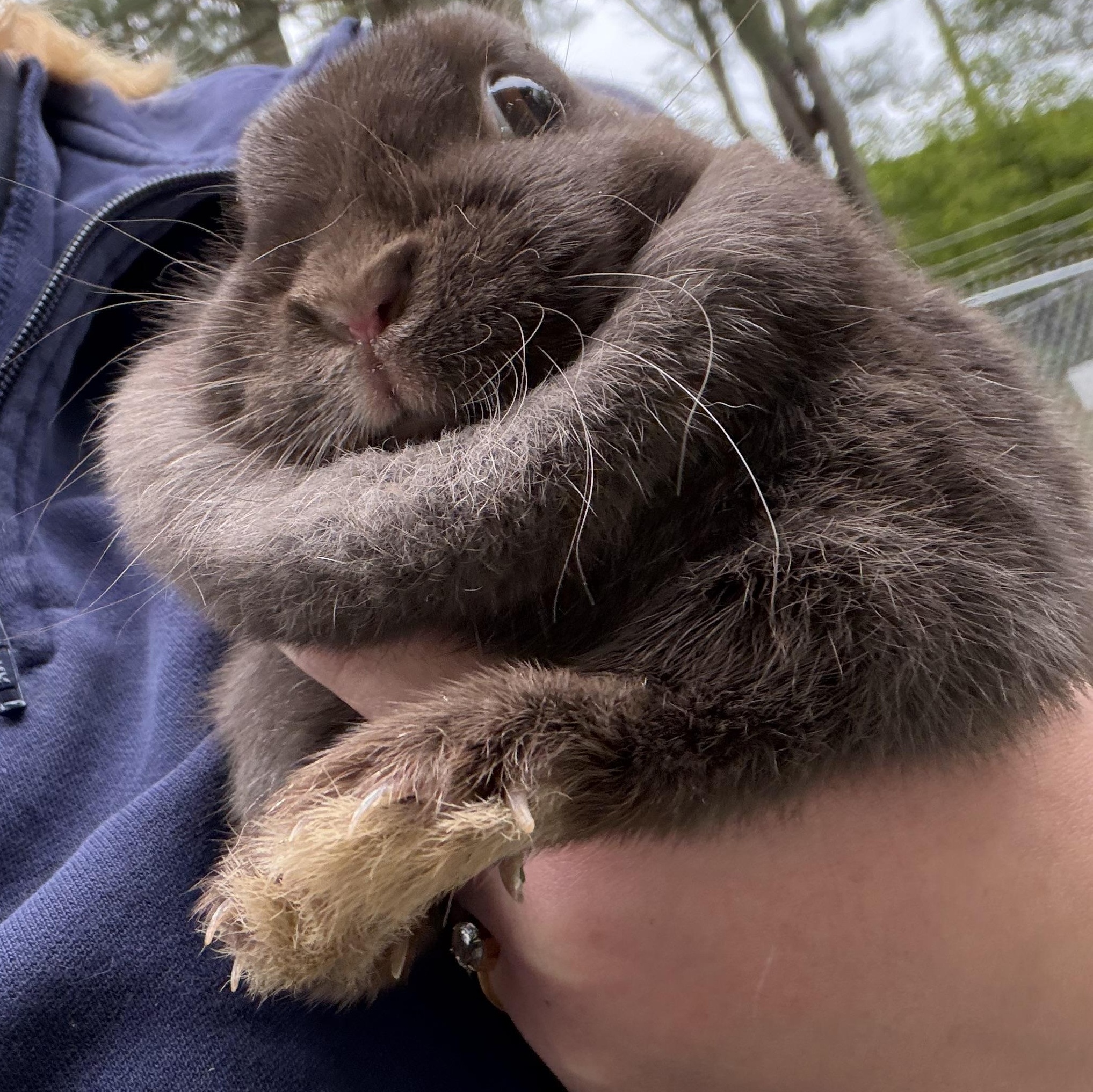 Luna, a ADOPTABLE Polish in Mansfield, CT image 3/5