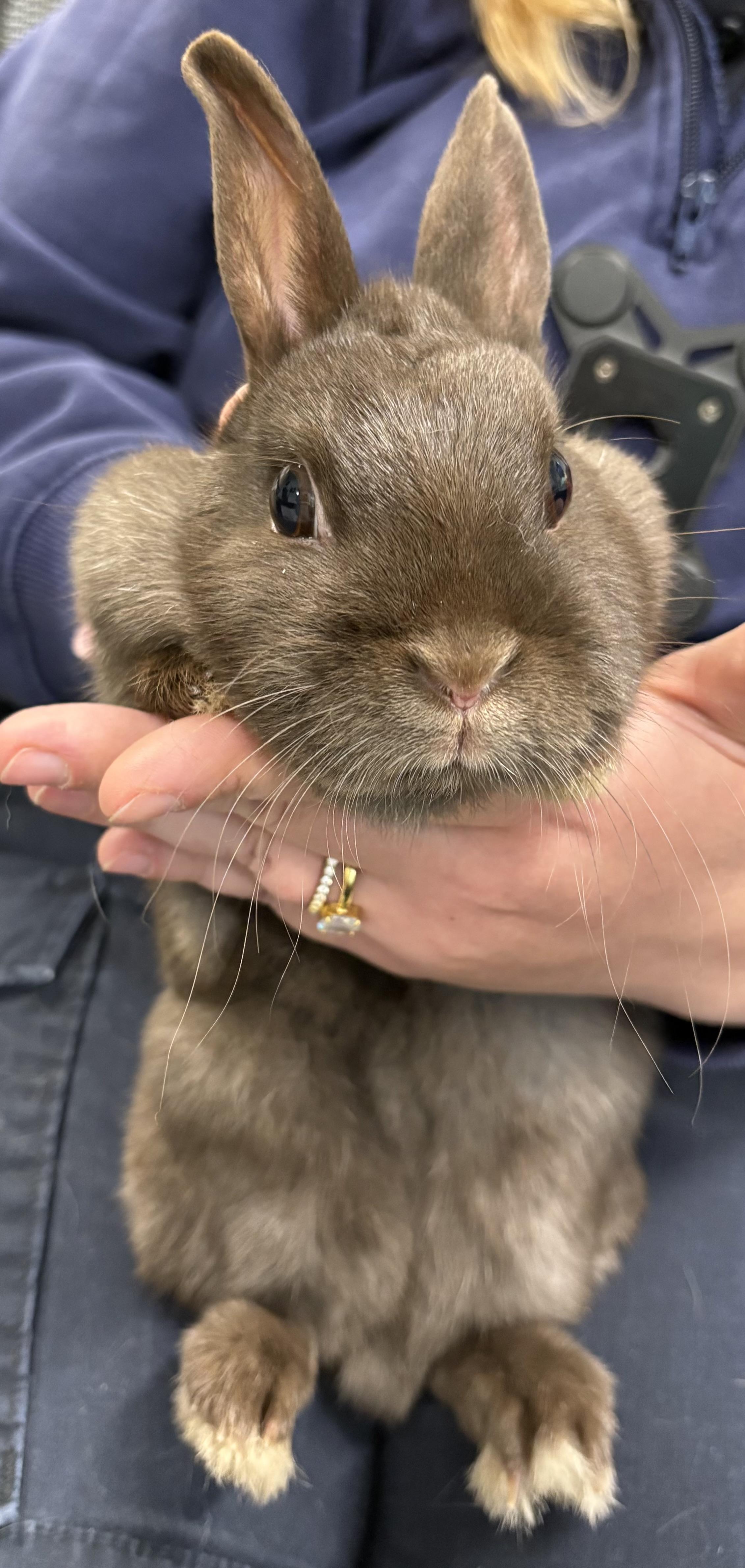 Luna, ADOPTABLE, Adult Female Polish.