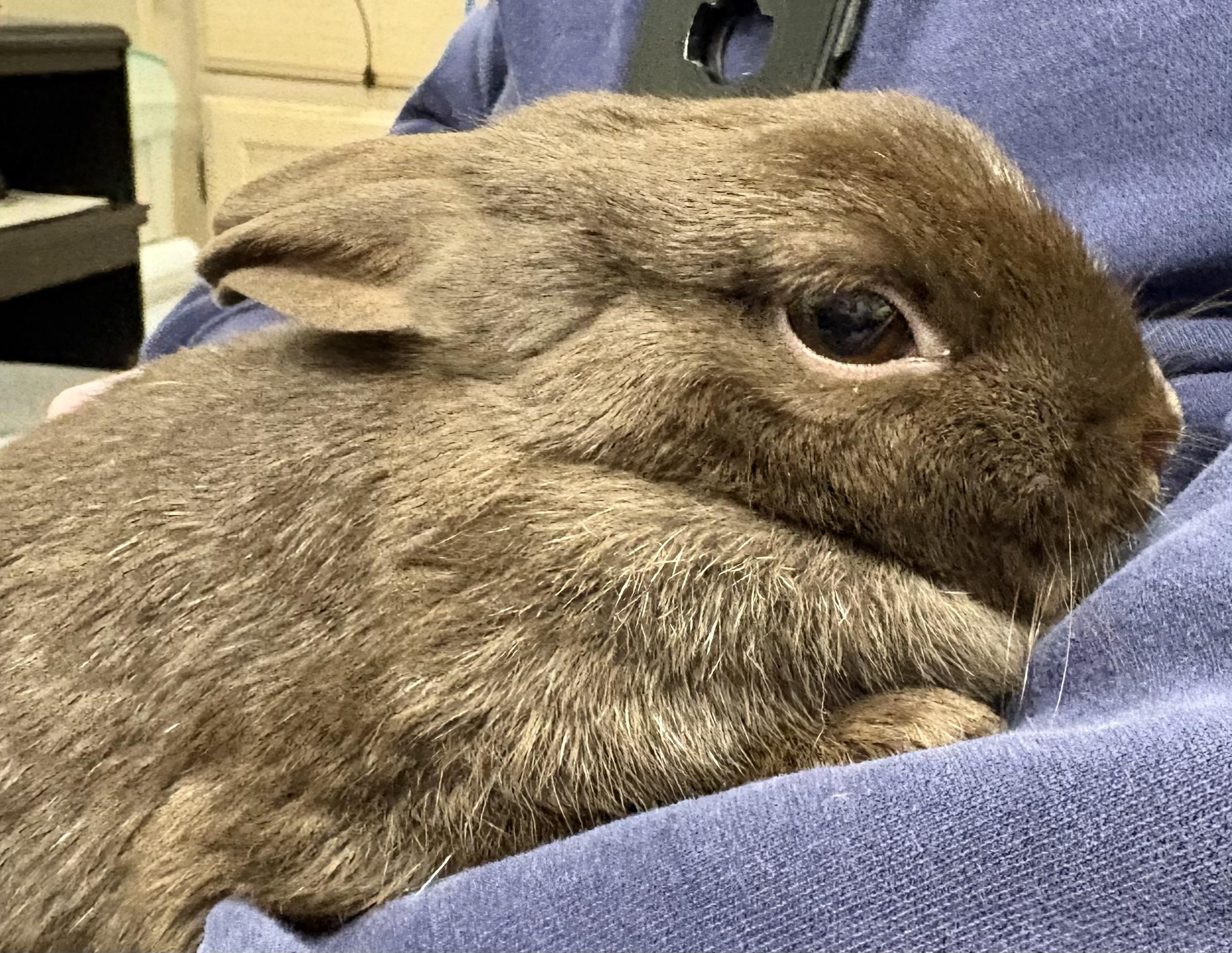 Luna, a ADOPTABLE Polish in Mansfield, CT image 2/5