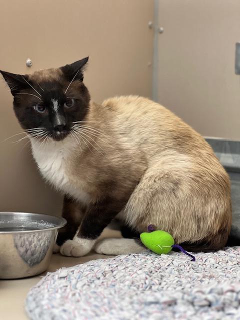 61467684, adopted, Adult Male Siamese.