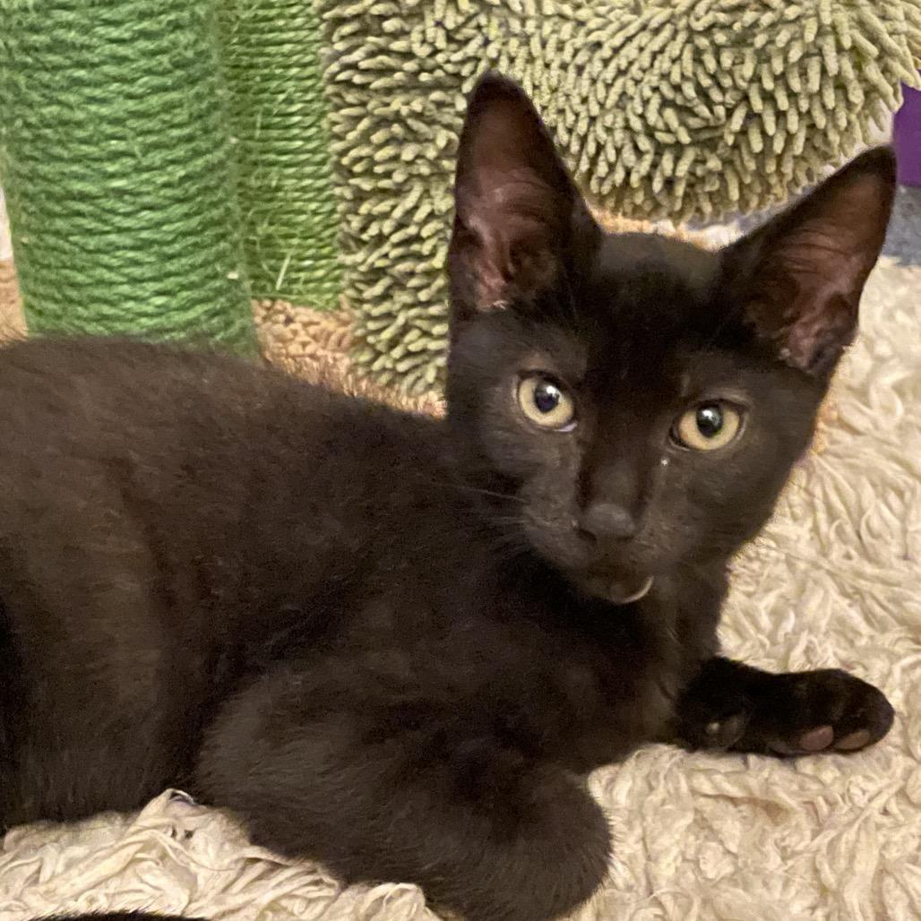 Emmy — thumbnail 3