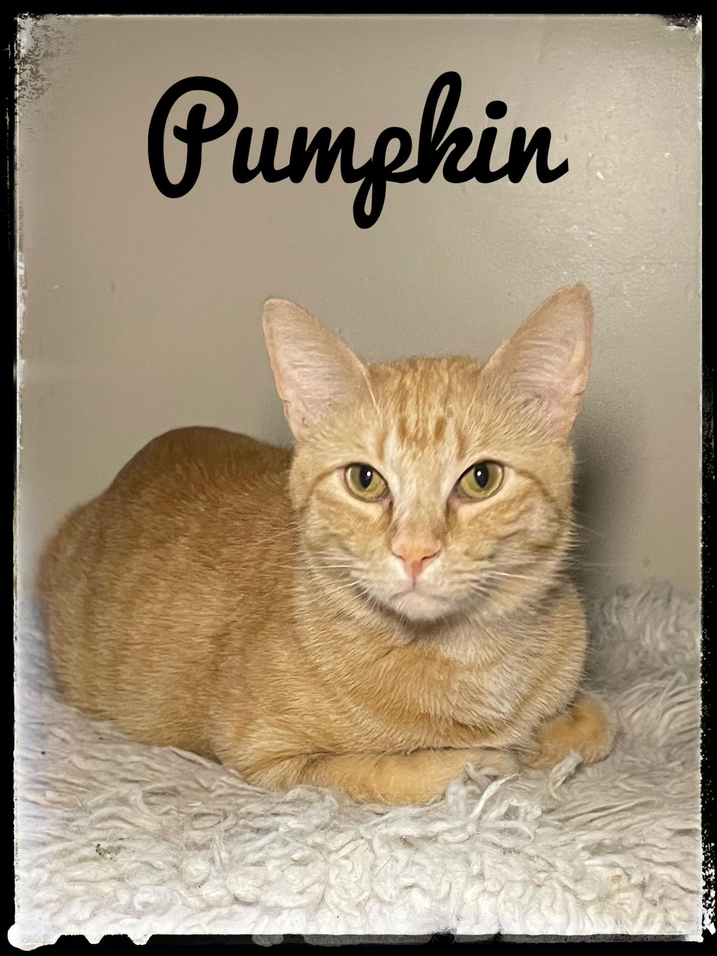 Enlarge Pumpkin, a Adoptable Domestic Short Hair in El Cajon, CA image 1/1