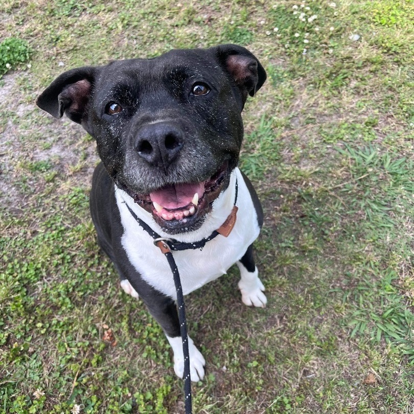 Snow White - 13 yo senior