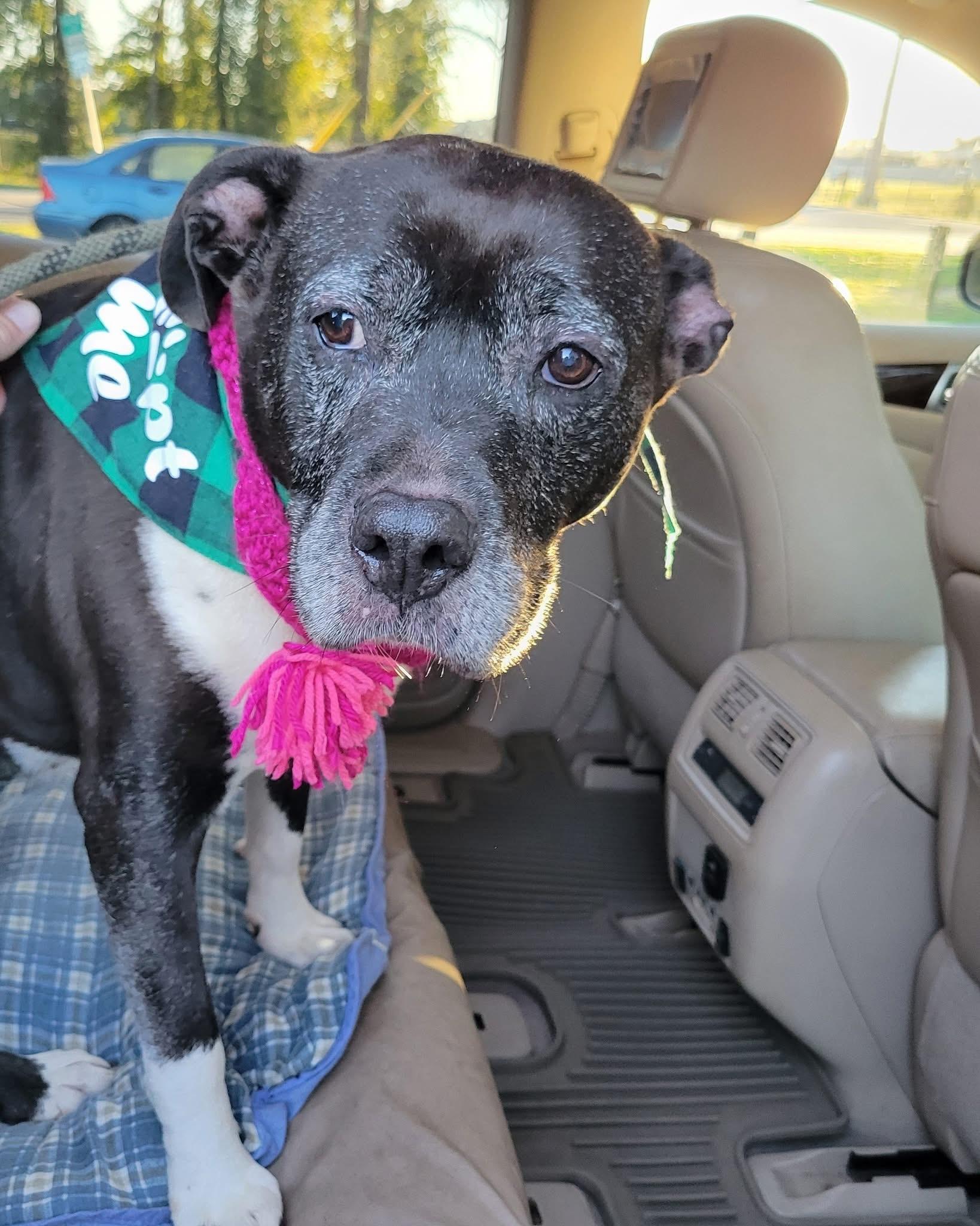 Snow White - 13 yo senior